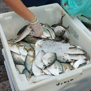 Peixes doados são distribuídos em sacolas.